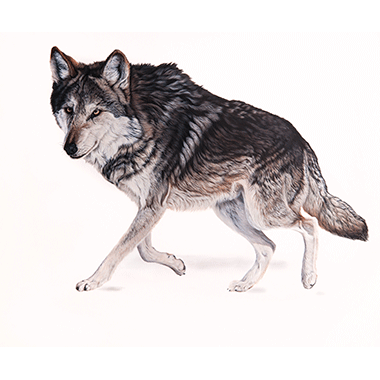 Ester Curini, Through the Eyes of a Mexican Gray Wolf